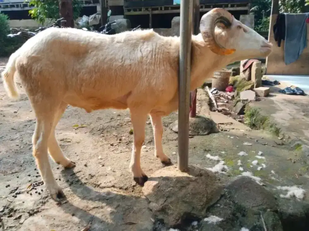 Jual beli kambing domba dan sapi