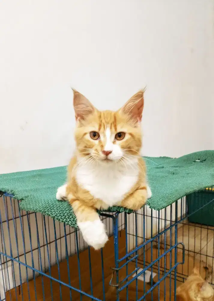 Kitten mainecoon Betina pure bkn mix. Induknya ped Cfa mainecoon