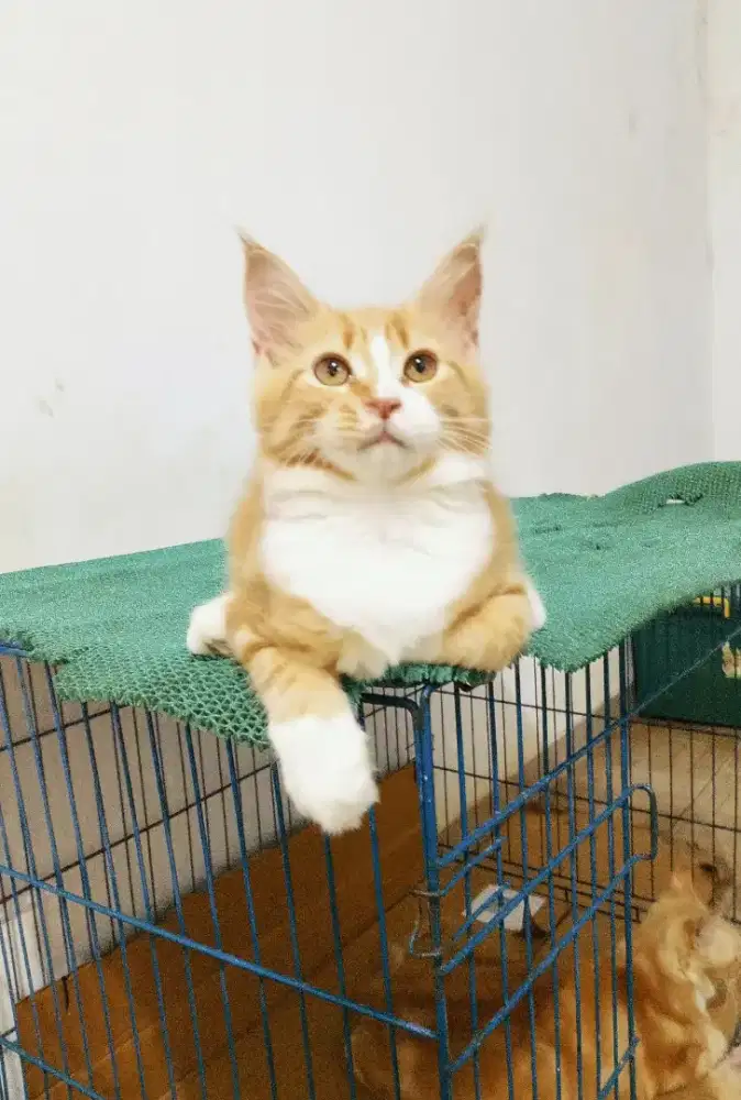 Kitten mainecoon Betina pure bkn mix. Induknya ped Cfa mainecoon