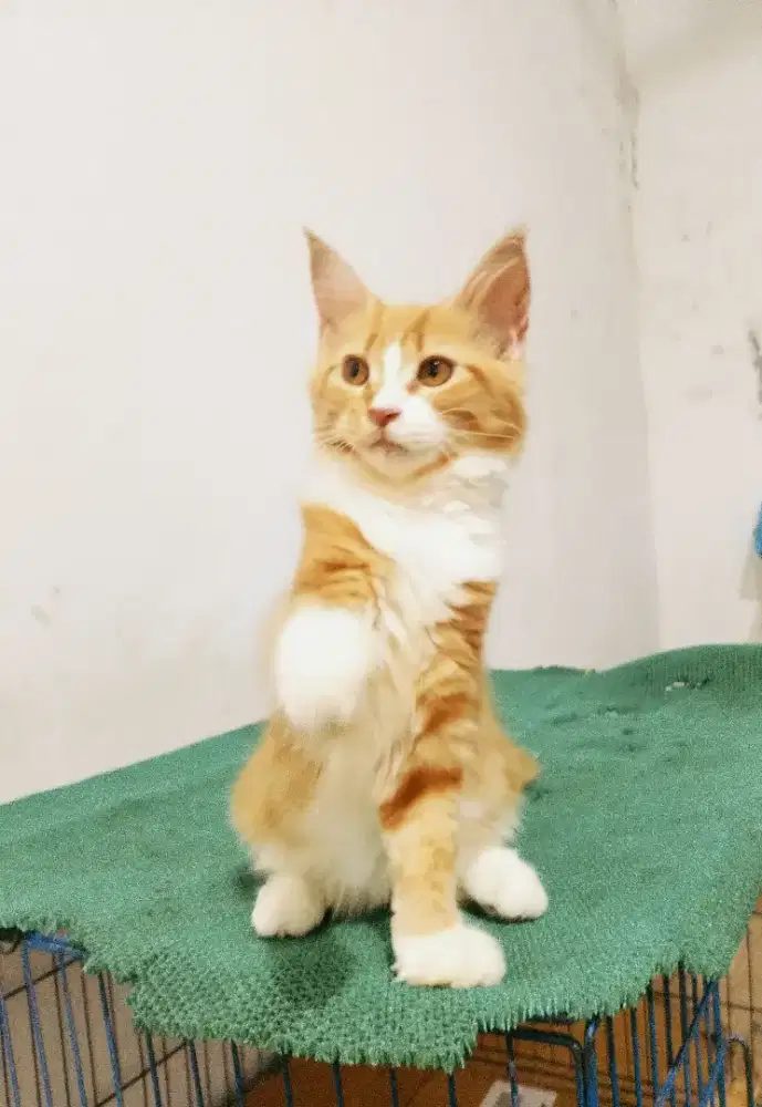 Kitten mainecoon Betina pure bkn mix. Induknya ped Cfa mainecoon