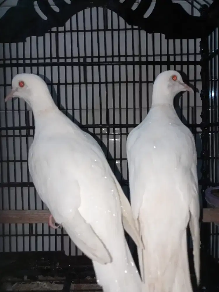 Puter lokal vs Puter Pelung