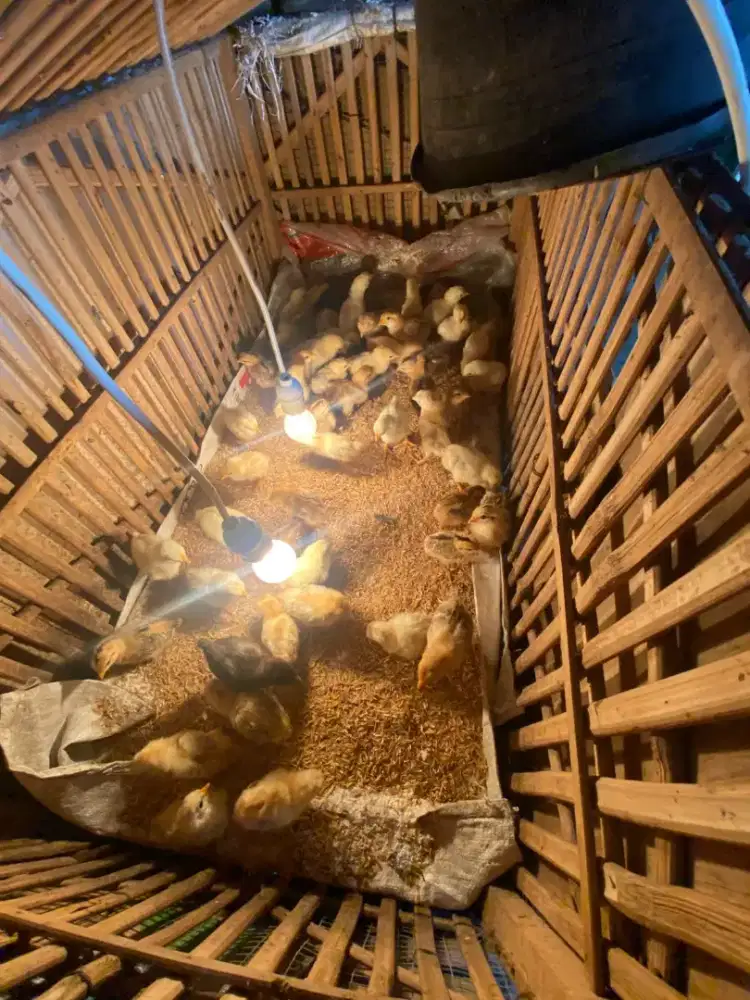 doc atau anak ayam petelur elba