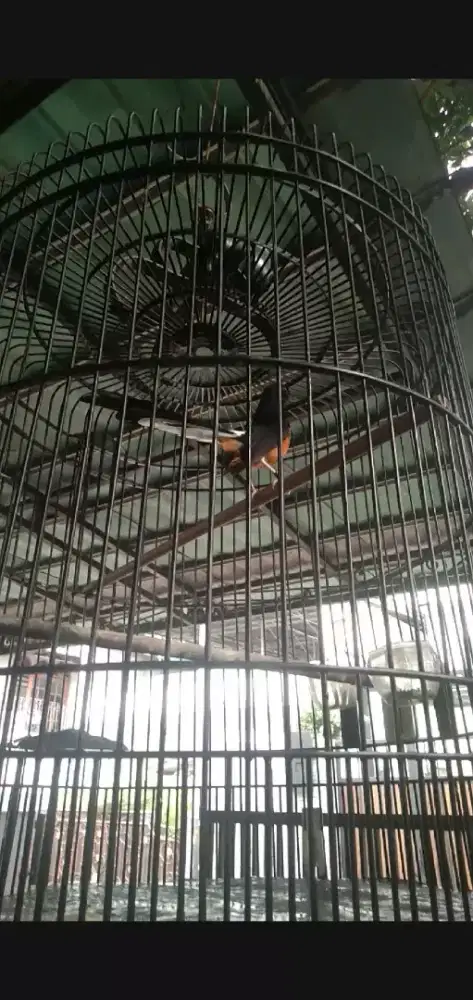 Murai muda tompel putih