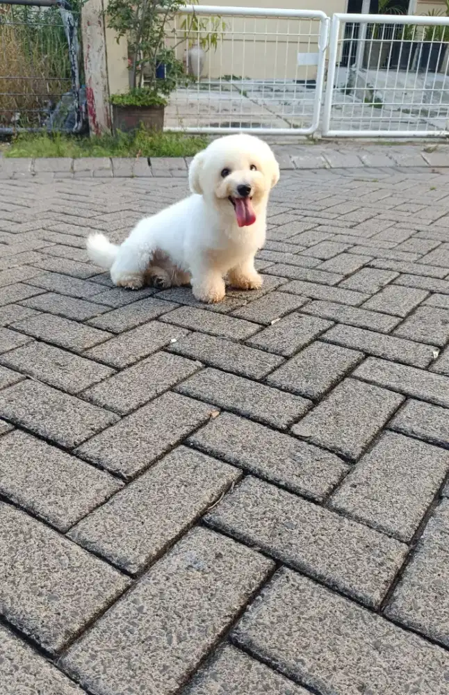 Jual Mini Bichon Frise Jantan Cucu Import Korea