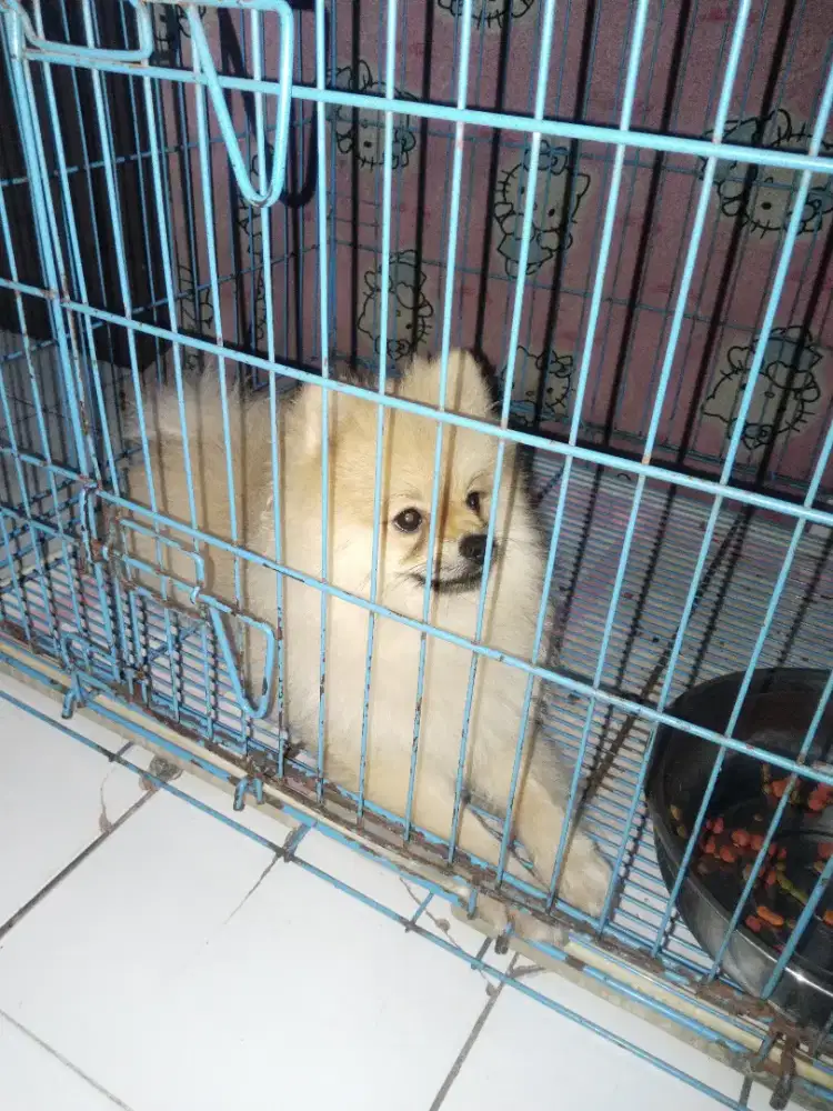 Pomerian jantan umur 1 tahun, stb, vaksin