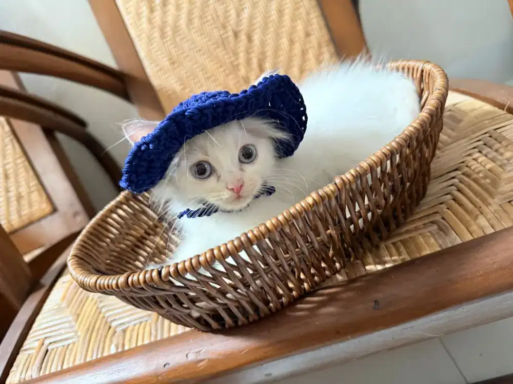 Kitten Persia himalayan