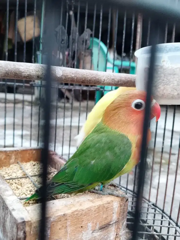 Love bird josan split biola split aqua ino mm