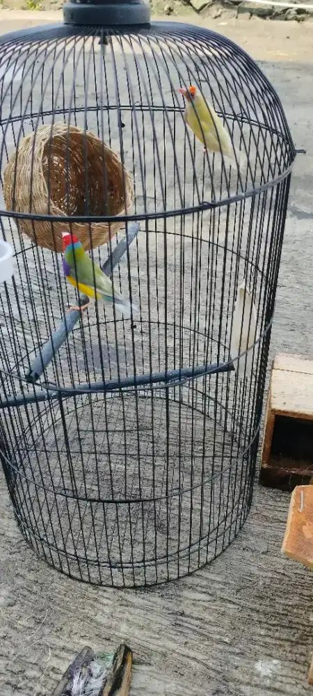 Burung Gould amadin sepasang nuktok