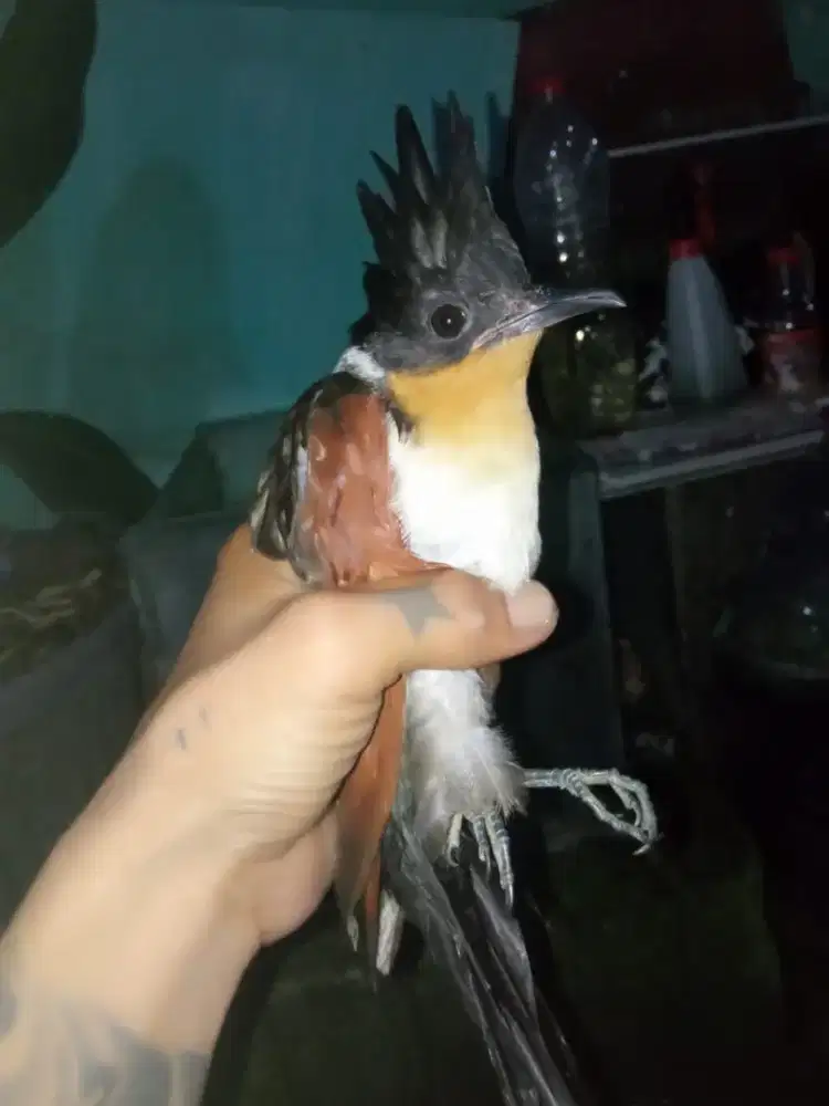Burung bud bud jambul jantan mulus