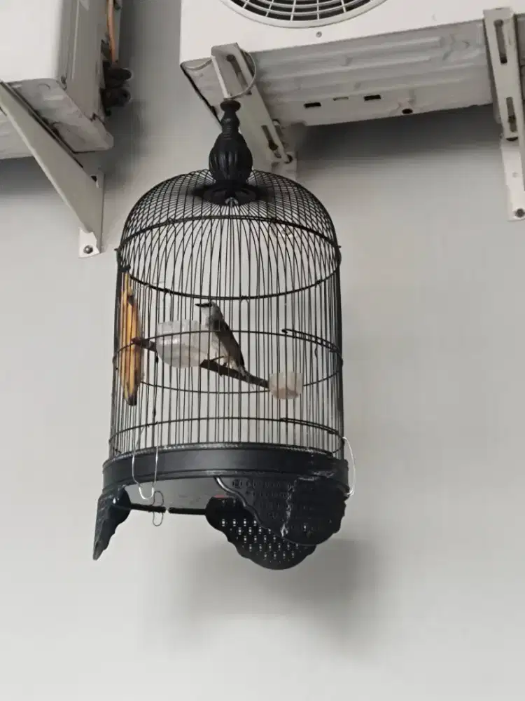 Jual burung crukcuk sama kndang ya tingal gantung