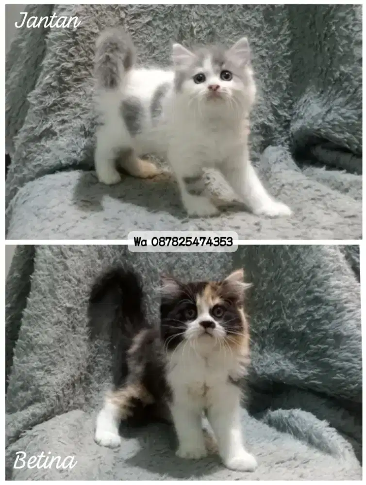 Kucing persia gimbul