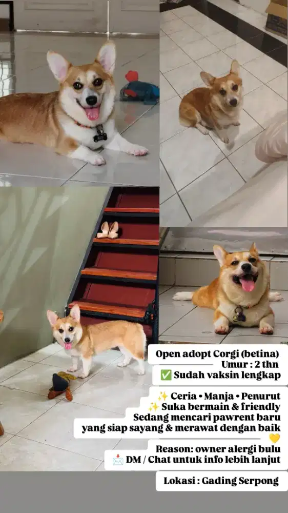 Open adopt Corgi (female)