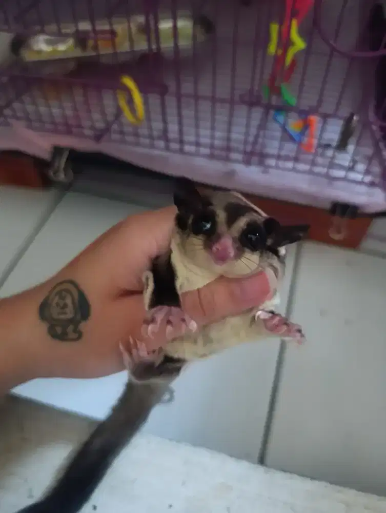 Sugar Glider CG Betina & Jantan