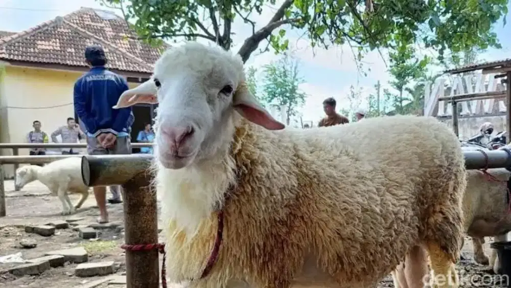 Jual Hewan Kurban