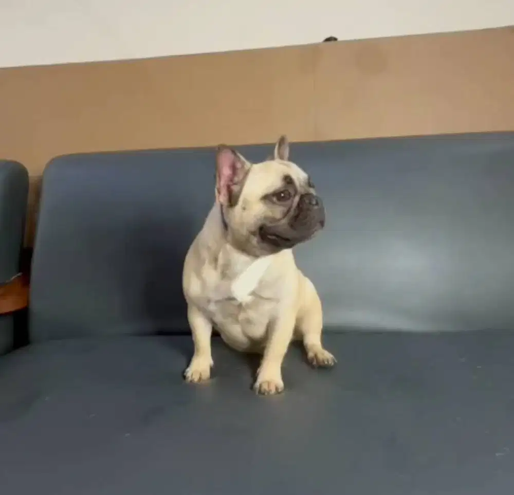 Jual Betina 11 Bulan, French Bulldog