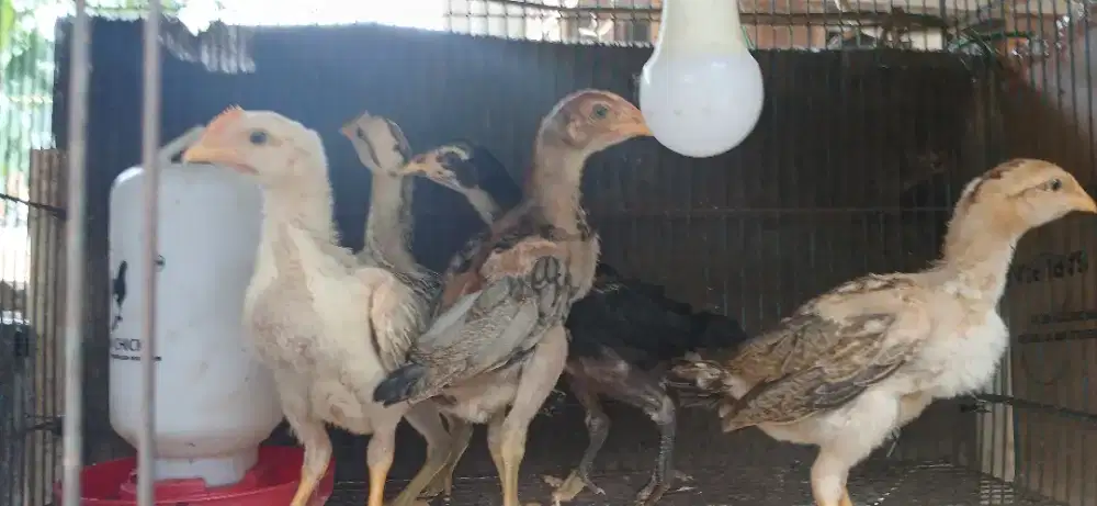 Ayam Bangkok Pamangon Original