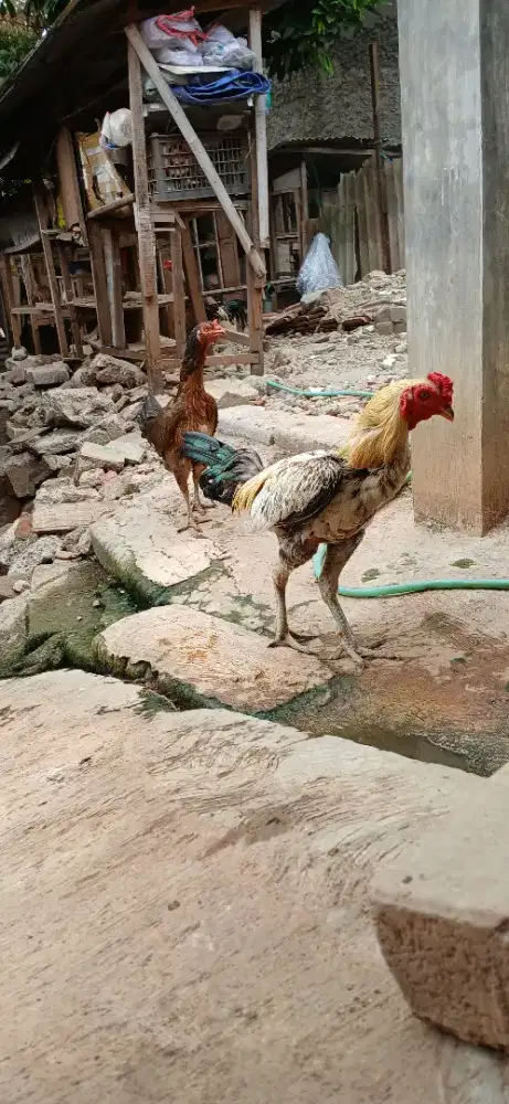 Anak Ayam Bangkok Pamangon Original