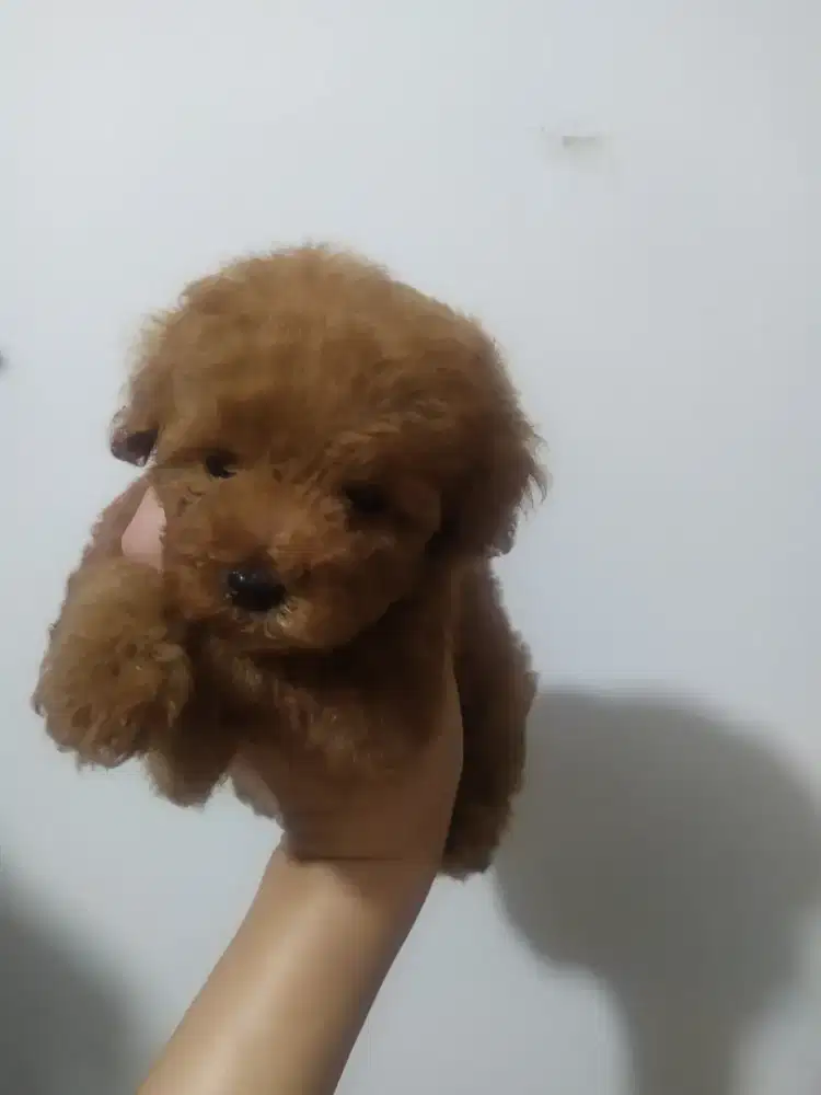 Red toy poodle 2 bl