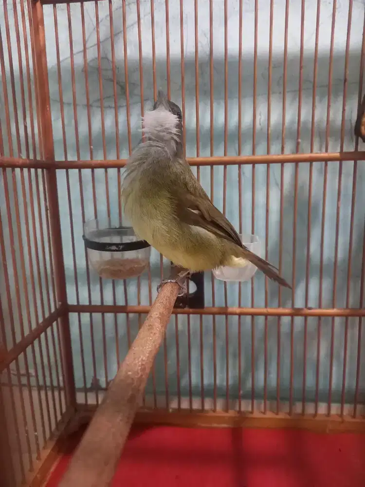 C jenggot masteran beset ngetril dan katem