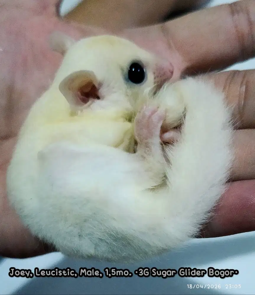 Sugar Glider Joey Leucistic Jantan Bogor