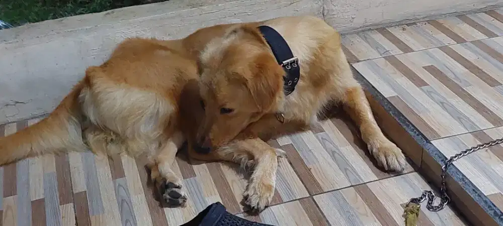 Anjing Golden Retriever