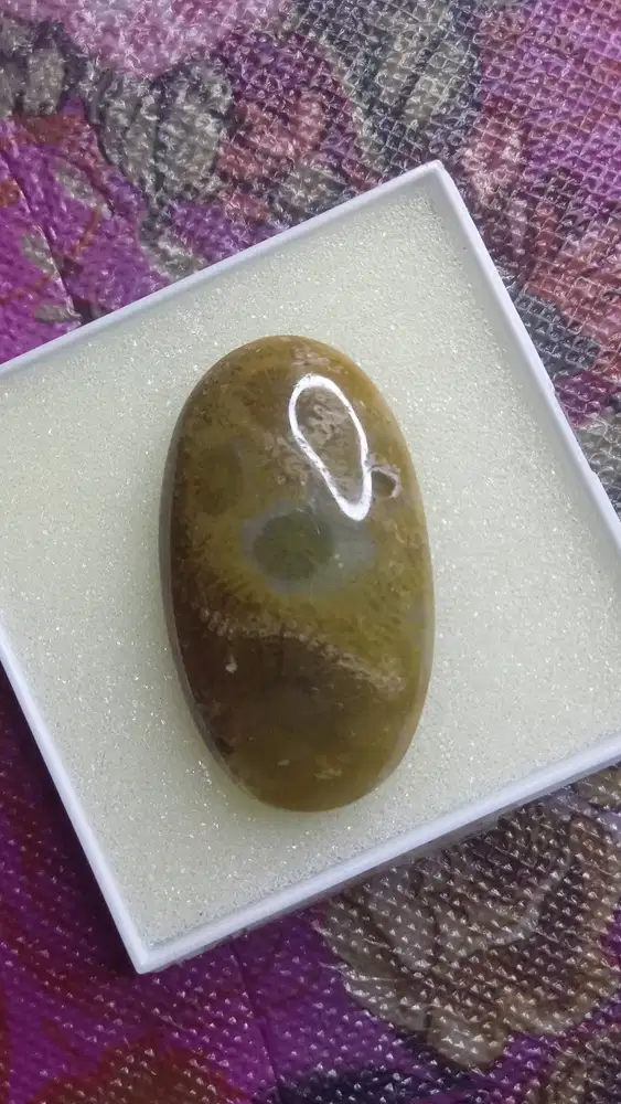 Fosil karang teratai 5cm tebal 1cm tembus madu