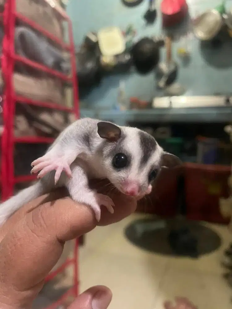 Sugar glider joey