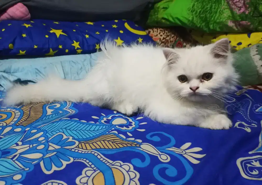 kitten persia flat mix scottish, white solid, jantan