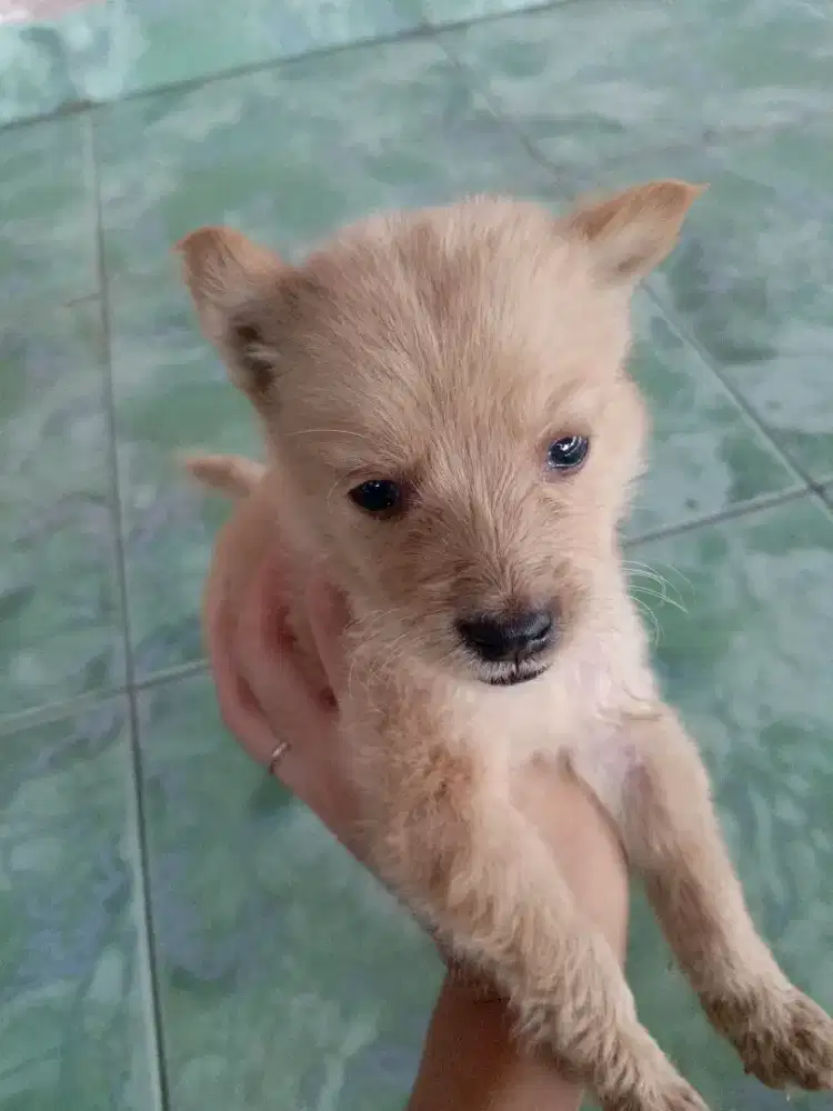 ANJING BETINA 2EKOR 100RIBU
