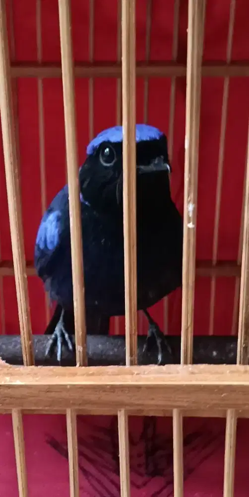 Niltava kumbang padi