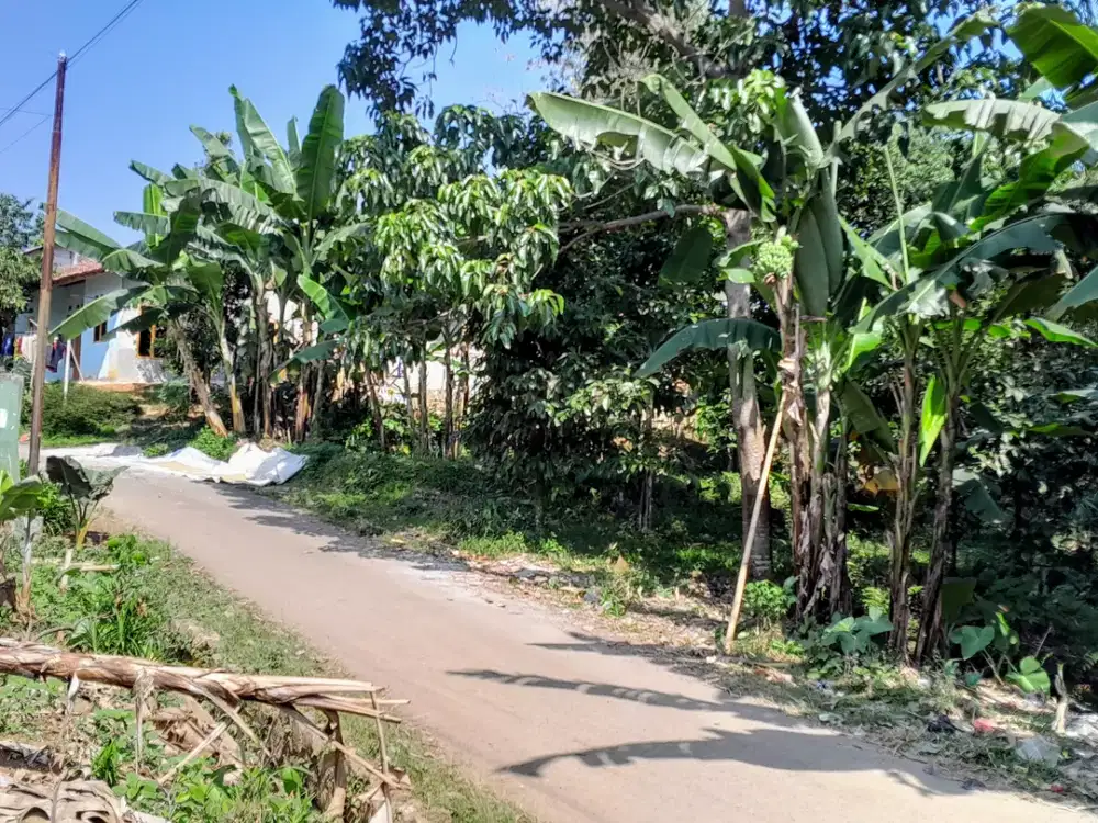 Tanah kebun dan sawah