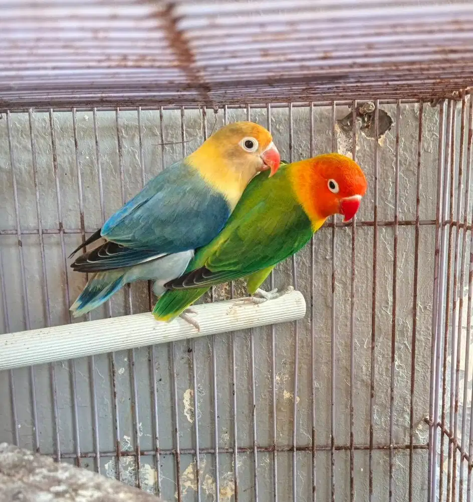 Lovebird love bird pb violet bio Green lb