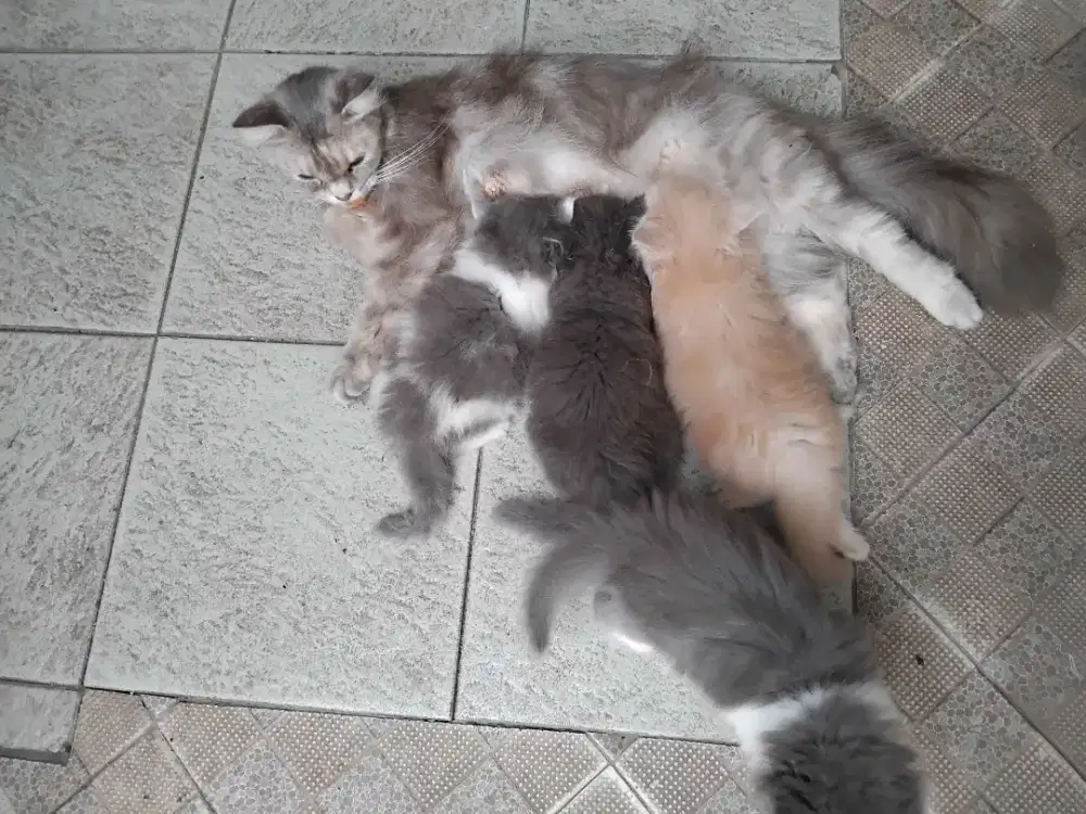 Lepas Adopt kitten persia usia 1 bulan