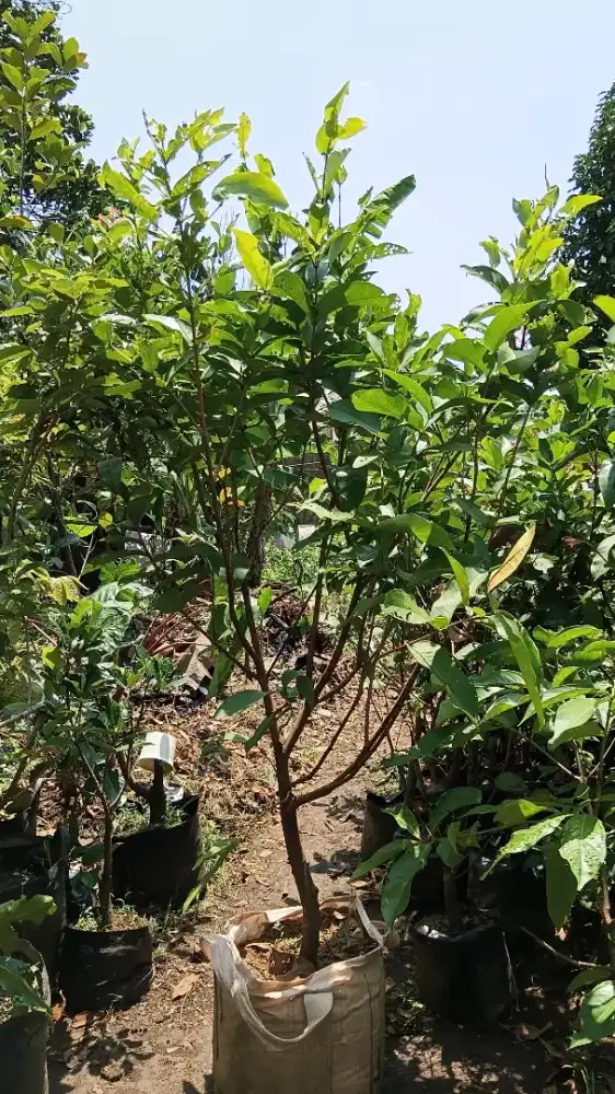 Jambu air kiojok tinggi 1,5 metr