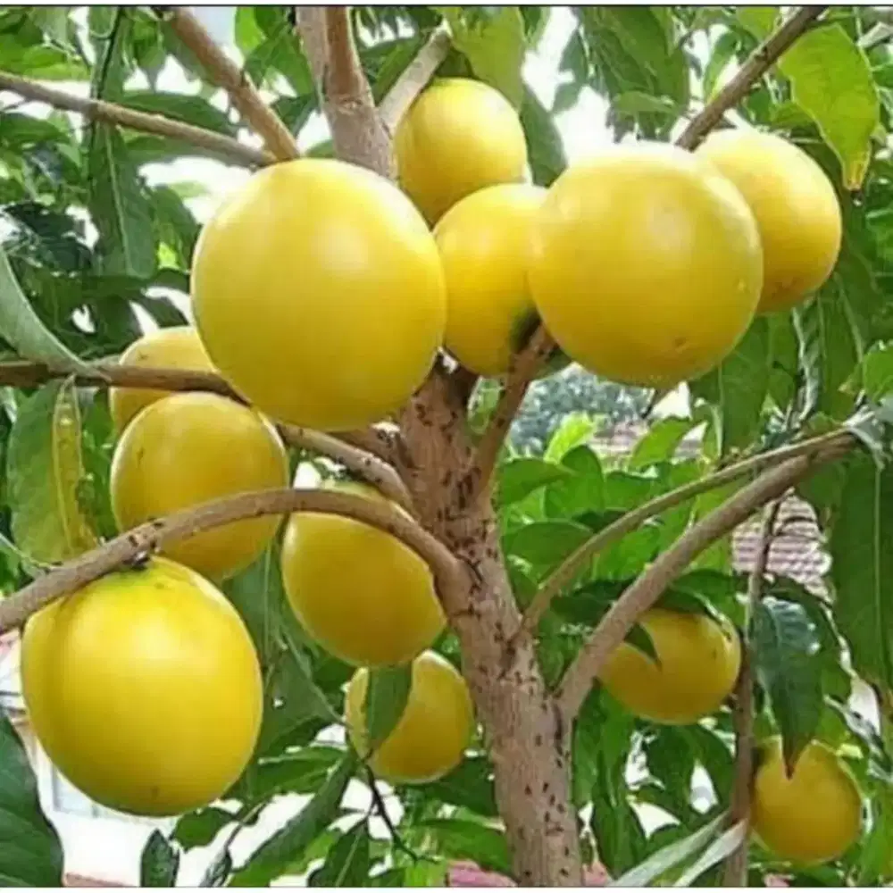 Bibit buah abiu jumbo taiwan sambung