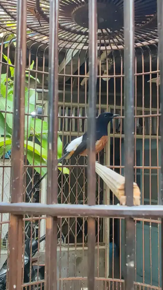 Burung murai seri f