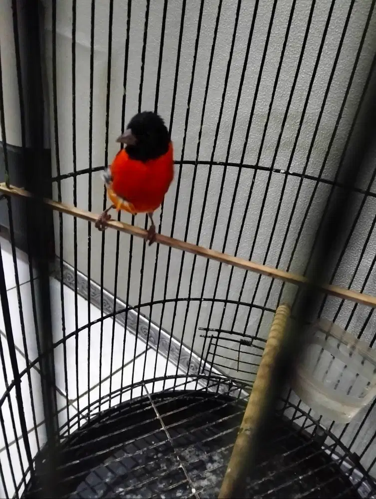 Burung red siskin gacor