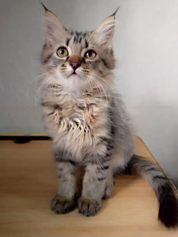 Kitten/kucing/persia