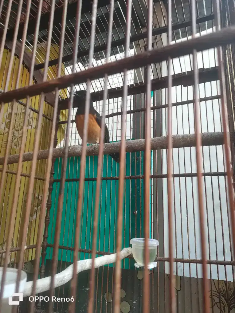 Jual Murai Batu Betina