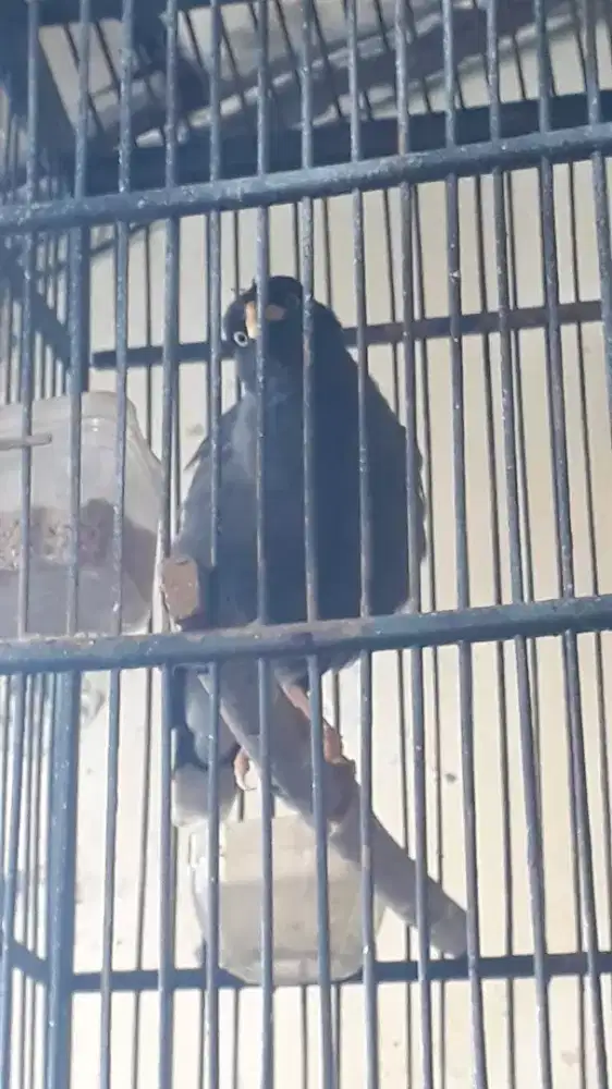 Jual Burung Jalak Kebo