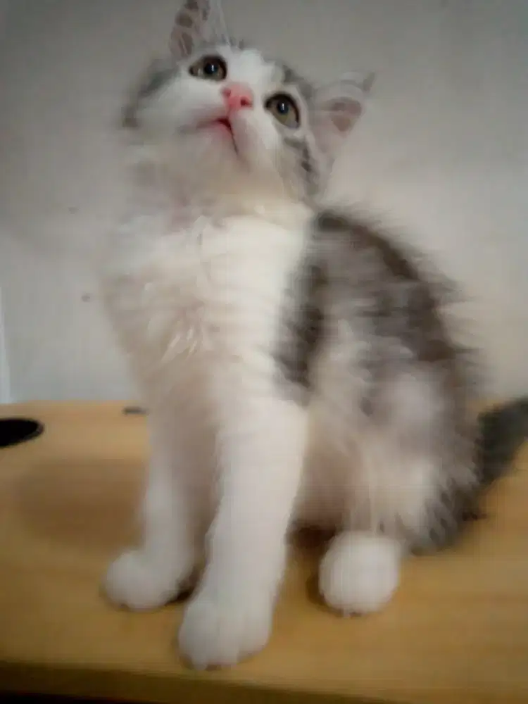 Kitten/Kucing/Persia
