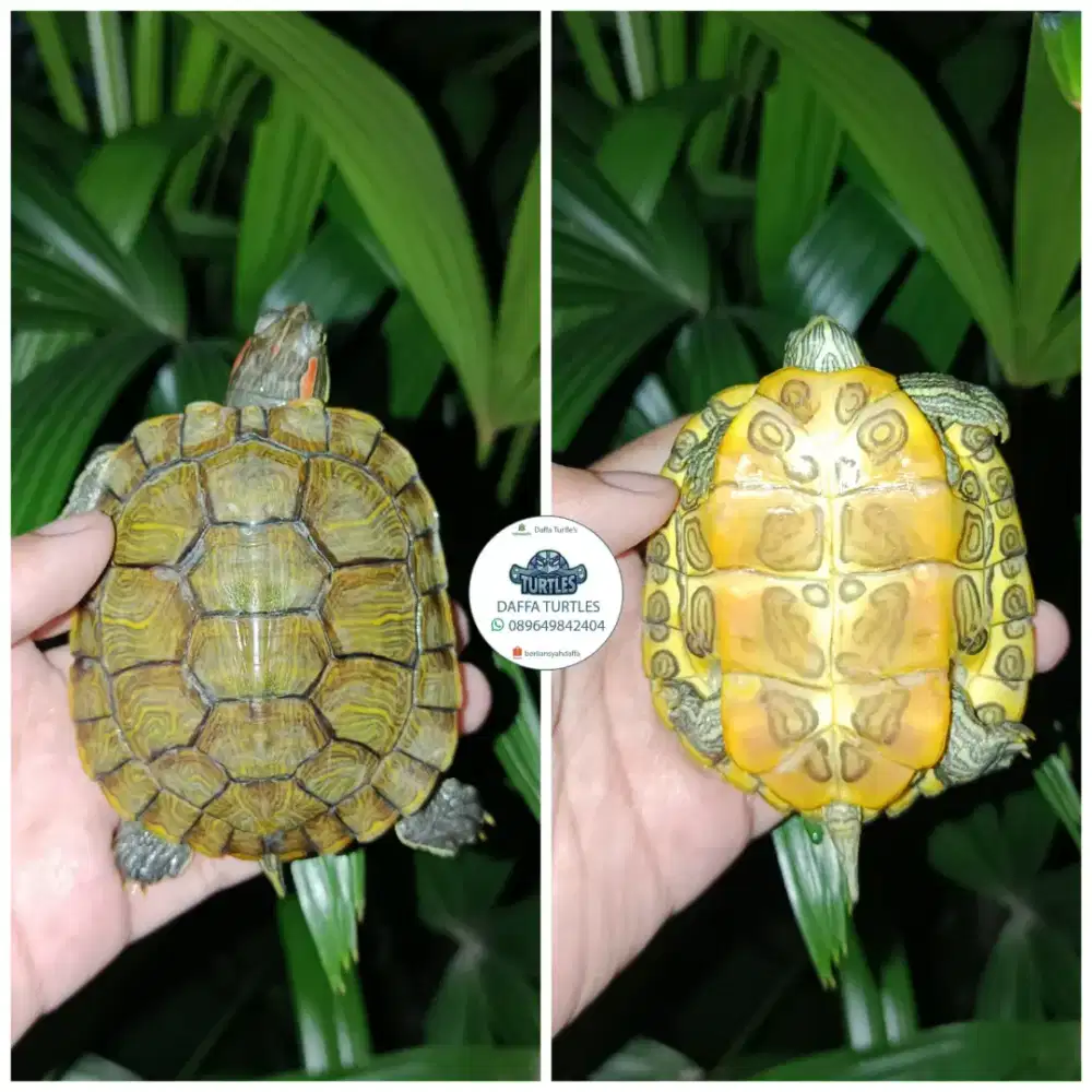 Kura kura brazil/res medium