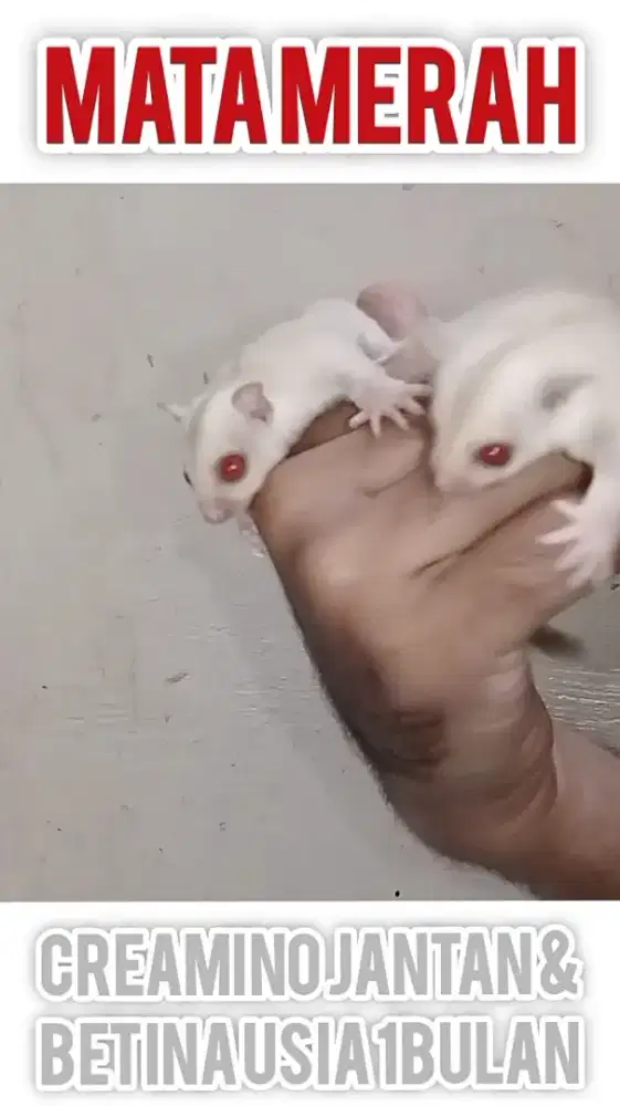 sugar glider creamino joy 1bln