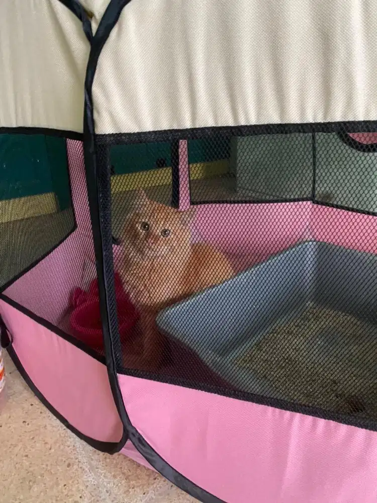 Tenda kucing lipat Uk L