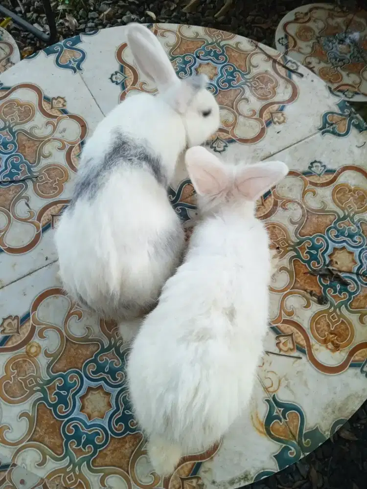 KELINCI LUCU IMUT SEHAT