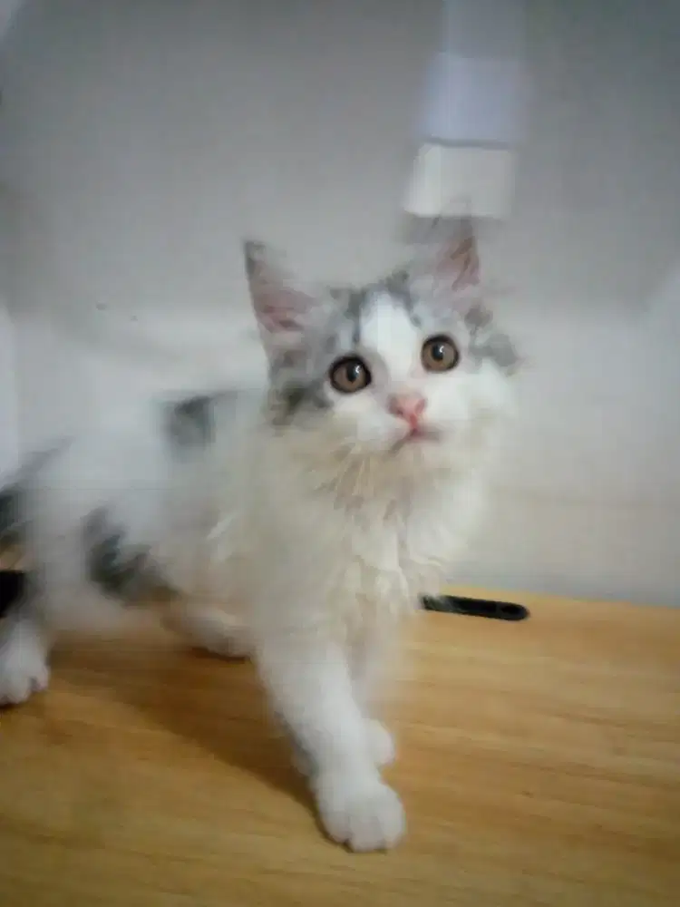 Kitten/Kucing/Persia