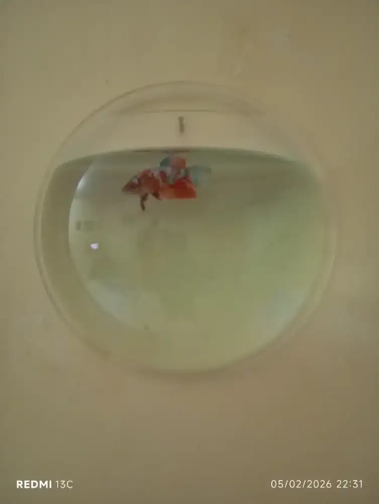 Aquarium Gantung Dinding