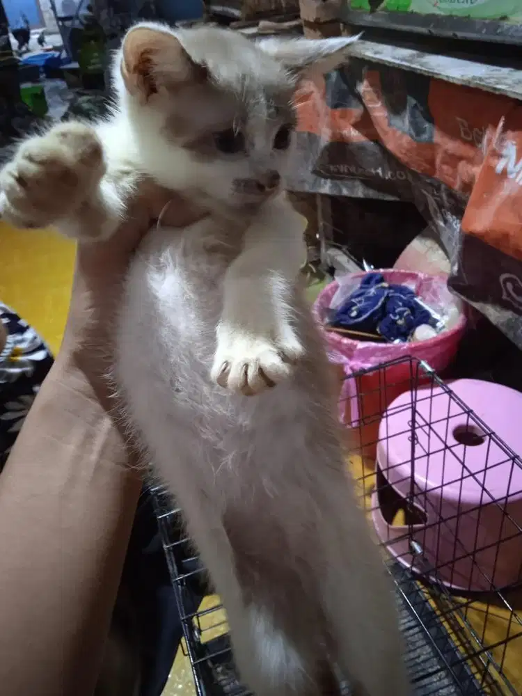 Kucing anggora ada 4
