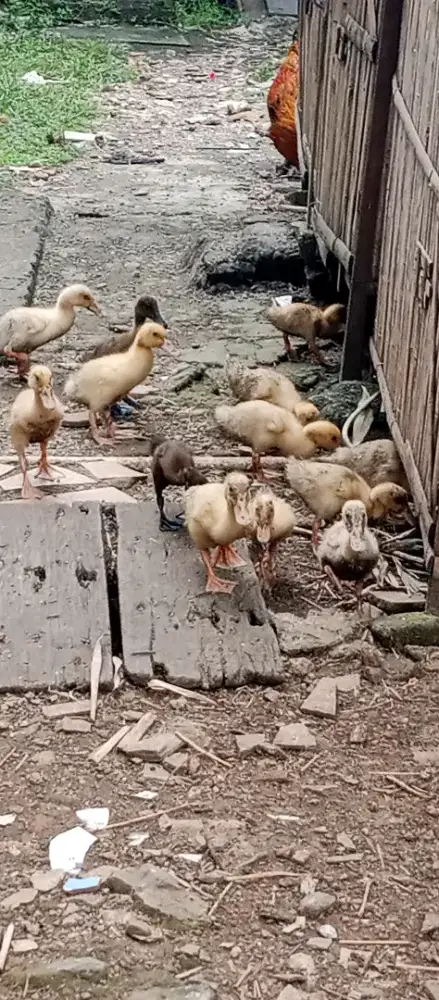 Bebek Peking Sebulan