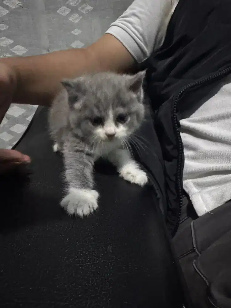 Lepas Adopsi ada jenis persia, scootish dan bsh